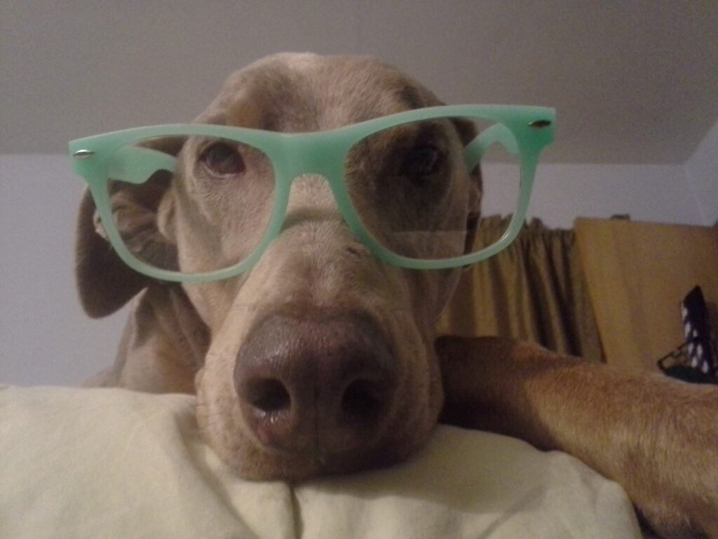 Bella in Glasses